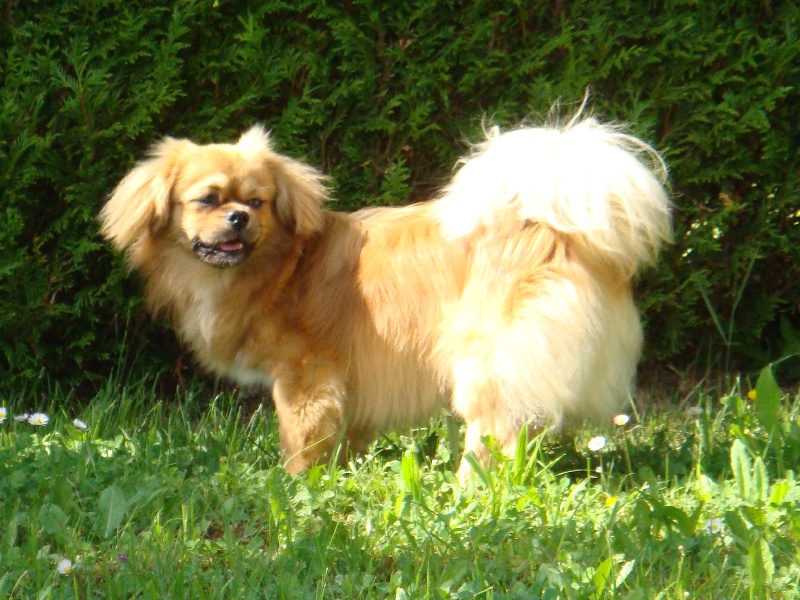 Dalaï lama de la goutte de bord