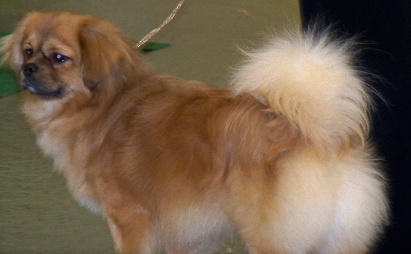 Dalaï lama de la goutte de bord