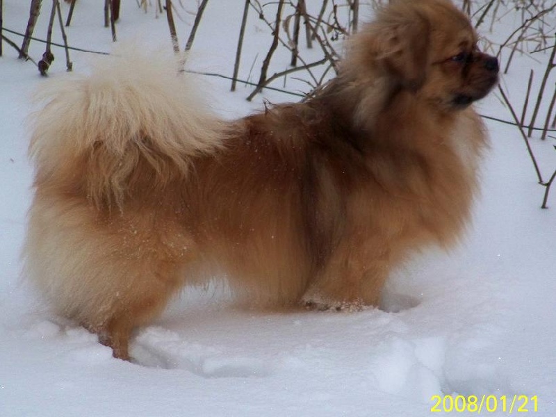 Dalaï lama de la goutte de bord