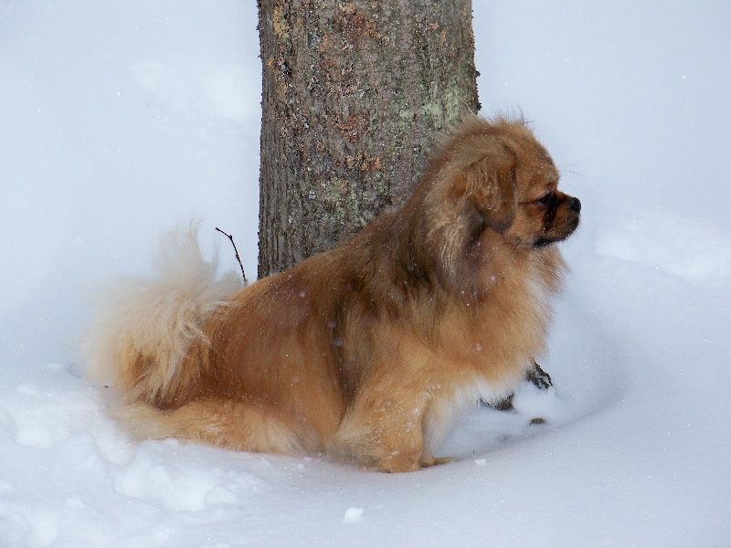 Dalaï lama de la goutte de bord