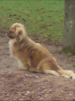 Dalaï lama de la goutte de bord