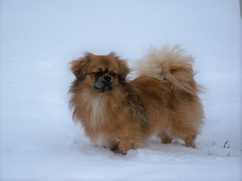 Dalaï lama de la goutte de bord