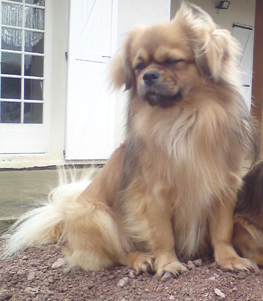 Dalaï lama de la goutte de bord