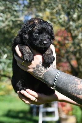 Les chiots de Leonberger