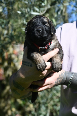 Les chiots de Leonberger