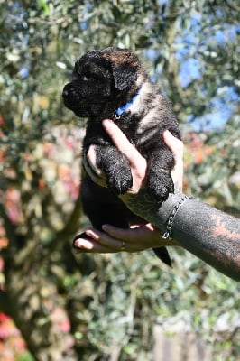Les chiots de Leonberger