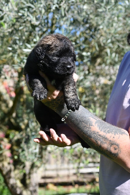 Les chiots de Leonberger