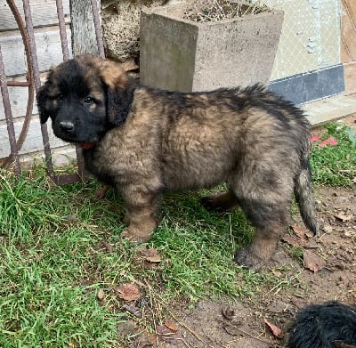 Les chiots de Leonberger