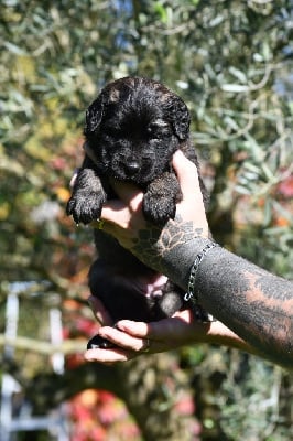 Les chiots de Leonberger