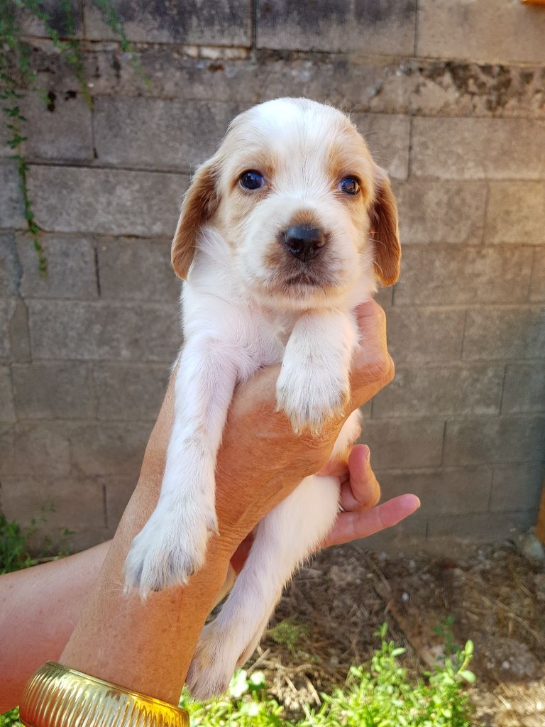 chiot Setter anglais du bandou de couffins