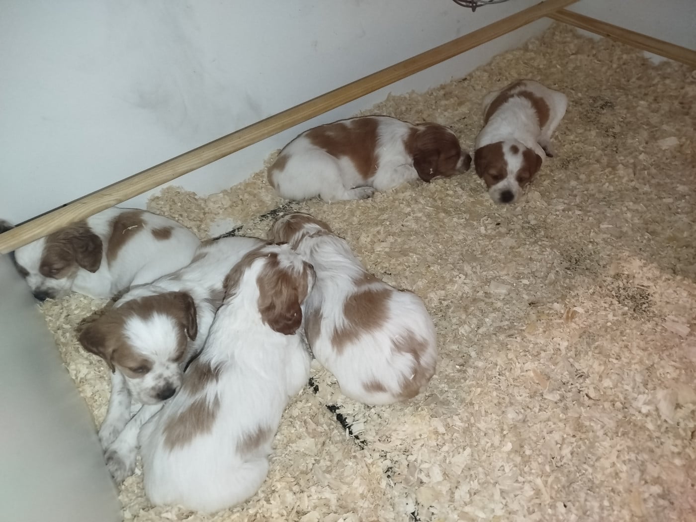 Chiot N°1 - Epagneul Breton