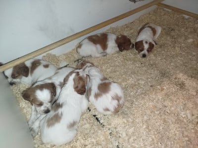 Chiot N°2 - Epagneul Breton