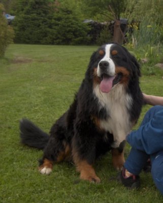 Publication : Du Royaume Des Orchidees