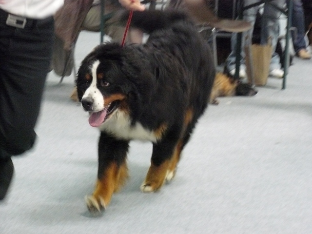 Publication : Du Royaume Des Orchidees