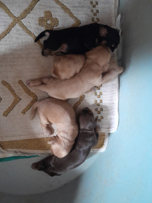 Les chiots de Cocker Spaniel Anglais