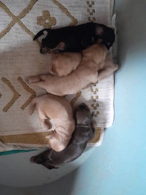 Les chiots de Cocker Spaniel Anglais