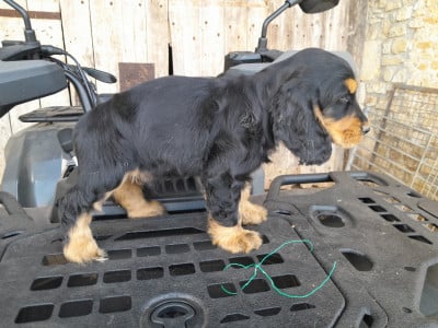 Les chiots de Cocker Spaniel Anglais