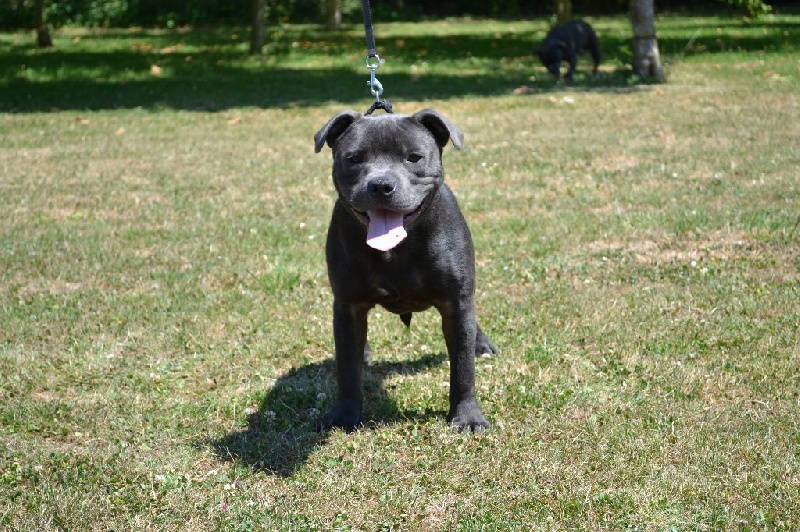 Irock Des Petits Molosses Bleus