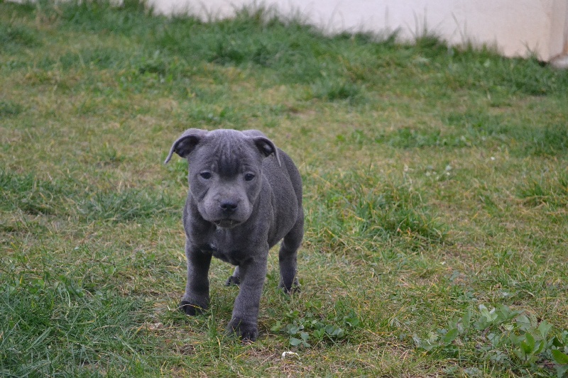 Irock Des Petits Molosses Bleus