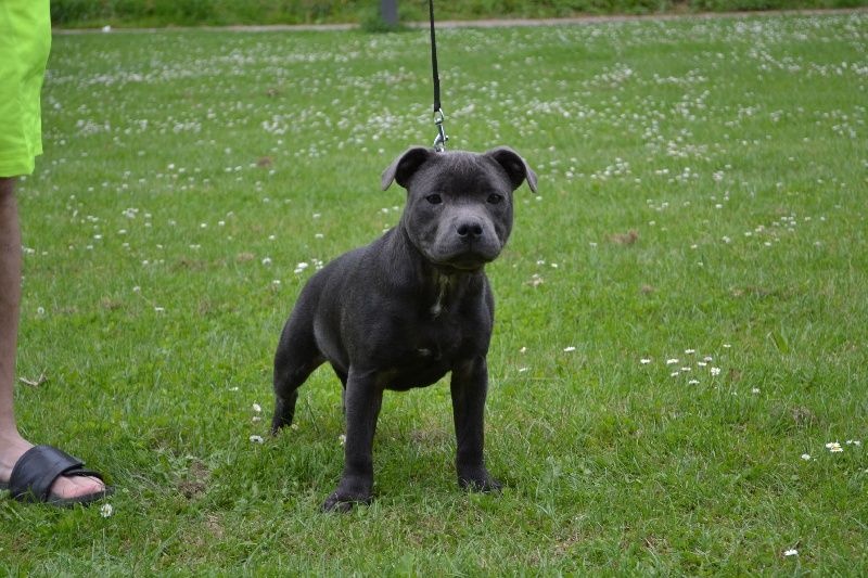 Irock Des Petits Molosses Bleus