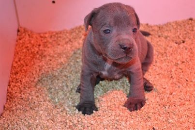 Irock Des Petits Molosses Bleus