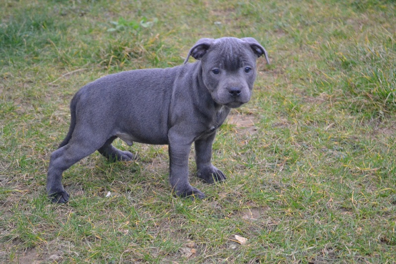 Irock Des Petits Molosses Bleus