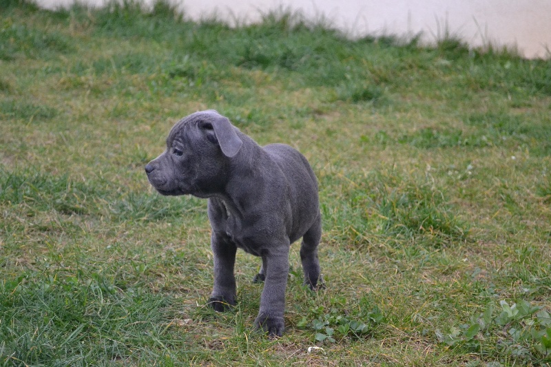 Irock Des Petits Molosses Bleus