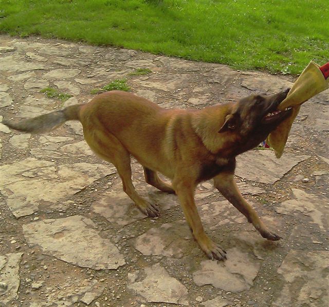 Publication : De L'aube Des Perseides Auteur : SAPY Patricia