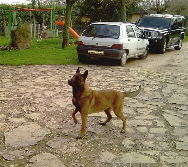 Publication : De L'aube Des Perseides Auteur : SAPY Patricia