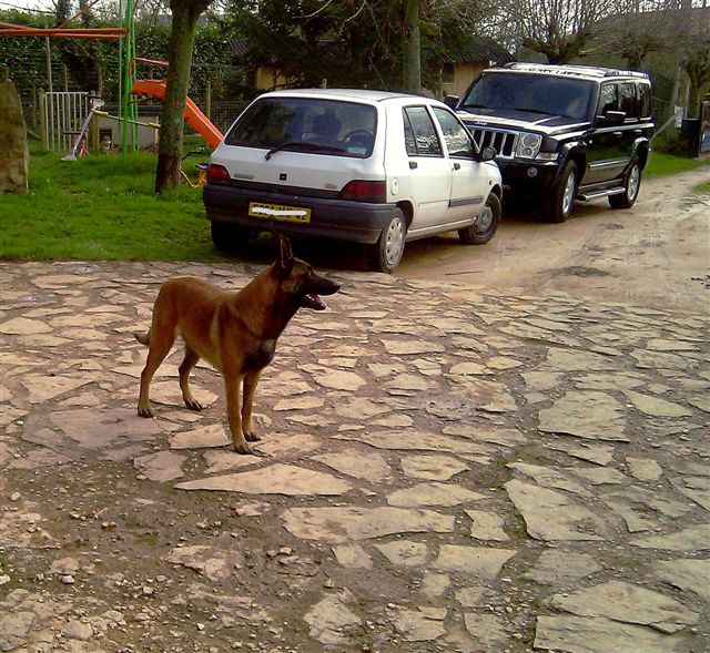 Publication : De L'aube Des Perseides Auteur : SAPY Patricia