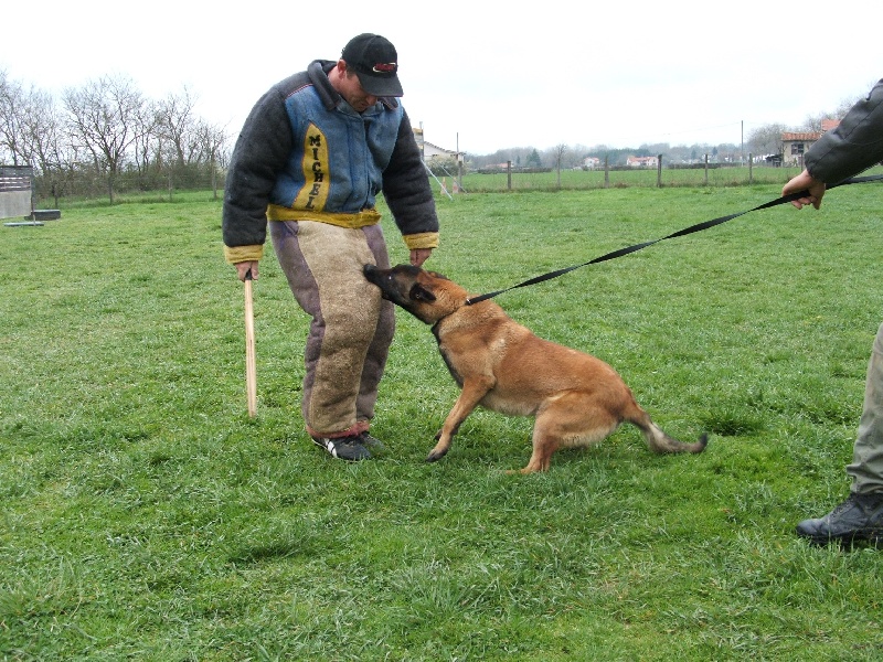 Publication : De L'aube Des Perseides Auteur : SAPY Patricia