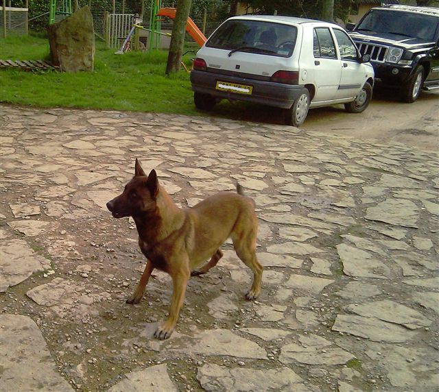 Publication : De L'aube Des Perseides Auteur : SAPY Patricia