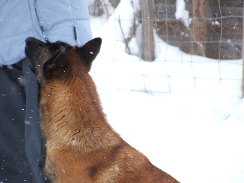Publication : De L'aube Des Perseides Auteur : SAPY Patricia