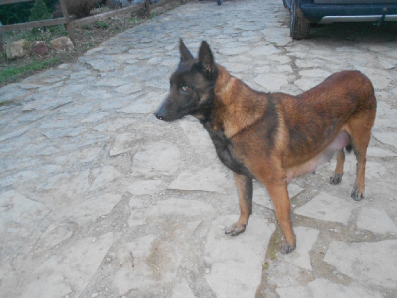 Publication : De L'aube Des Perseides Auteur : SAPY Patricia