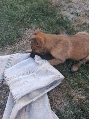 Les chiots de Berger Belge