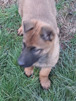 Les chiots de Berger Belge