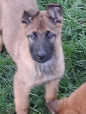 Les chiots de Berger Belge