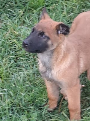 Les chiots de Berger Belge