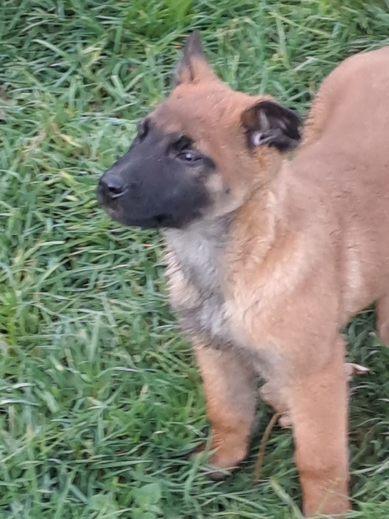 Berger Belge - De L'aube Des Perseides