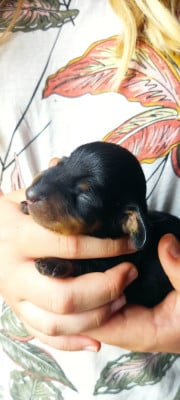 Les chiots de Teckel poil ras