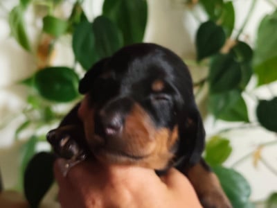 Les chiots de Teckel poil ras