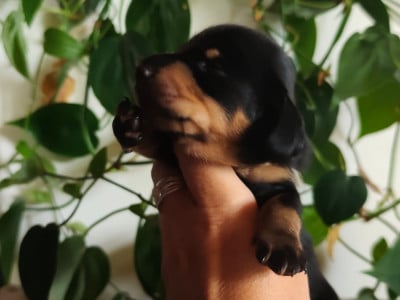 Les chiots de Teckel poil ras