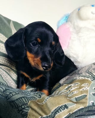 Les chiots de Teckel poil ras