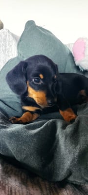 Les chiots de Teckel poil ras