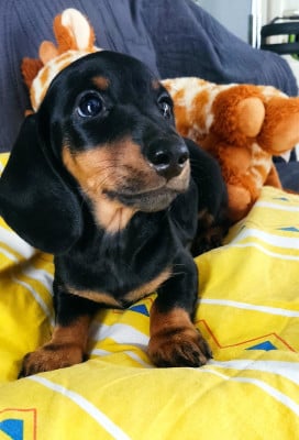 Les chiots de Teckel poil ras