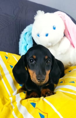 Les chiots de Teckel poil ras