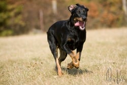 Publication : blackgorge Auteur : Lidka Kazdova