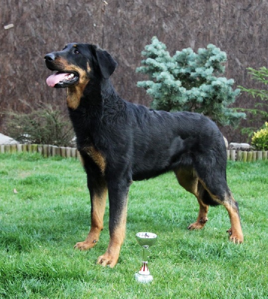 CH. Juicy de la noé d´orient - Excellent ,CAJC,Meilleur de Jeaune