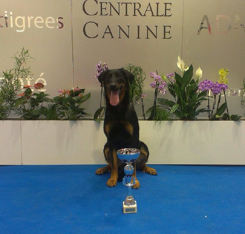 CH. Juicy de la noé d´orient - 1er EXC et Meilleur jeune femelle,Meilleur Jeune Championnat de France