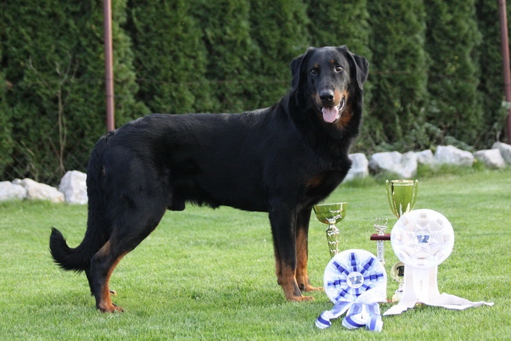 CH. Harwey duke blackgorge - 1 ere,Excellent, CAC,MEILLEUR de RACE de la Nationale